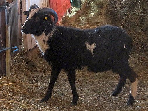 SIMMERMANN_4908296_vasak_11.01.21_Anneli