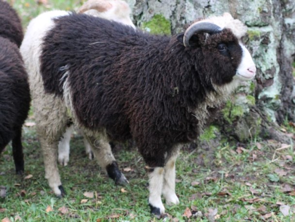 SOOBIJAAN_5332991,_K.Maaro_02.11.20