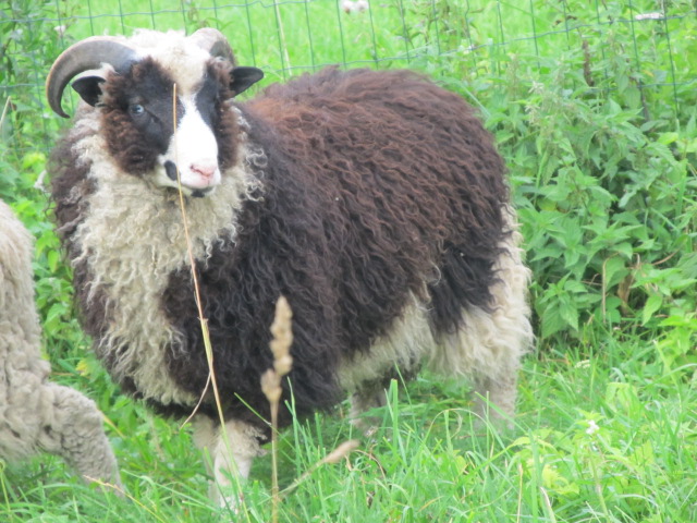siimvalter lähedalt