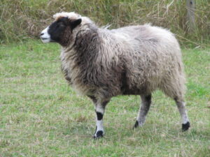 Ealine värvimuutus villakus 3,5 a. utt Kruusa oü Tõhela Loomaarsti säilituskarjas
