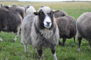 Ealine villavärvi muutus villakus eri toonides utt Veldakirju 11-a- oü Tõhela Loomaarst säilituskarjas