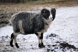 Ealise värvimuutuse korral on alusvill tumedam pealisvillast Läkumätas Tallinna Loomaaia säilituskarjast