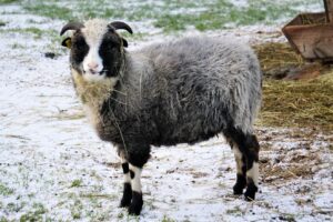 Ealise värvimuutusega 2-a- saarik Sääri Tallinna Loomaaia säilituskarjas