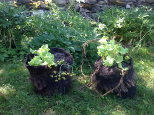 Elisabeth Tomasberg-Koidu maitsetaimed villapotis