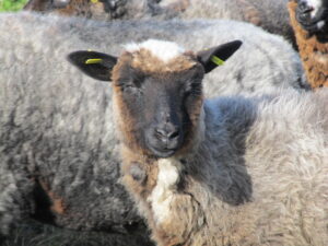 Eri värvi tilpadega utt Värvitilp Aleksei Lotmani säilituskarjas