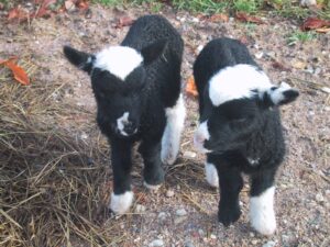 Kihnuka talled I.Ilvese säilituskarjast