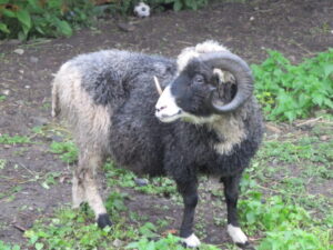 Lexus tüüpiline kihnuka jäär oü Tõhela Loomaarsti säilituskarjast