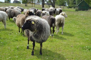 Paljas nägu ja peened paljad jalad utt Kristall oü Tõhela Loomaarst säilituskarjast