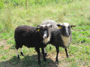 Peened villatud jalad ja näod oü Tõhela Loomaarsti säilituskarjas