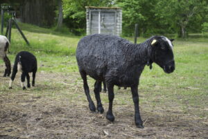 Pikkade tilpadega utt Leida oü Tõhela Loomaarsti säilituskarjast