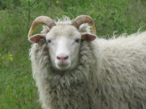 Sarviline utt ehk saarik, valge paljas läikiv nägu. Sinilill oü Tõhela Loomaarsti säilituskarjast