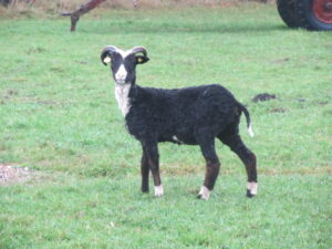 Simitilp tüüpiline mv saarik Tõhela Loomaarsti säilituskarjast