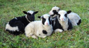 Talled I.Ilvese säilituskarjast