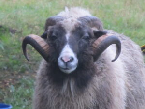 TambetTuisk tüüpiline kihnuka jäär oü Tõhela Loomaarst säilituskarjast