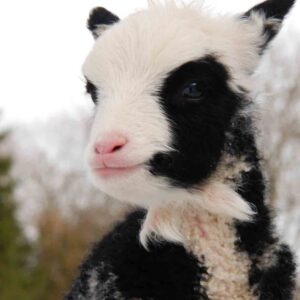 Tilpadega tall S. Murro säilituskarjast