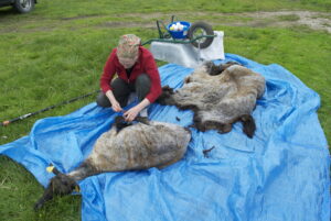 Trubaduur ja tema värske villak