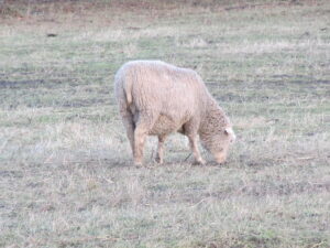 Tüüpiline lühisabaline utt Luise oü Tõhela Loomaarst säilituskarjast