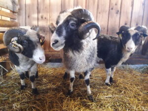 Tüüpilised kihnu maalamba jäärad oü Tõhela Loomaarsti säilituskarjas