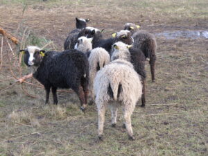 Tüüpilised kihnuka sabad