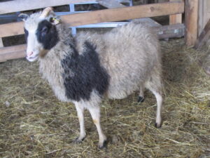 Valge mustade märkidega utt Lea Lehtmetsa talu säilituskarjast