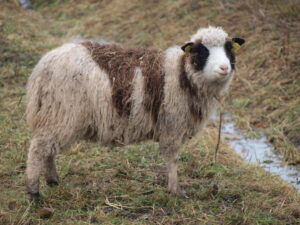 ajutine villvärvimuutus pruunikaks pleekimine vm mustas laigus utt Saskia Elmar Terase säilituskarjas