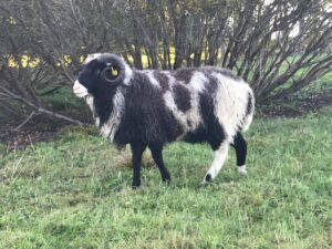 Dalmaatslane jäär oü Eesti Maa Vill säilituskarjast