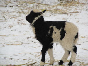 Dalmaatslane (musta valget laikudena võrdselt) tallena oü Tõhela Loomaarsti säilituskarjast