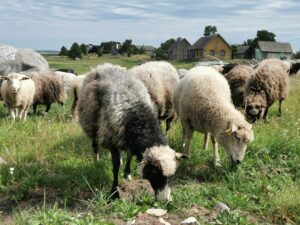Ealine ja ajutine villavärvimuutus pruuni-hallisegusena