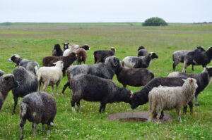 Ealine ja ajutine (pruuniks pleekinud) värvimuutus oü Tõhela Loomaarst säilituskarjas