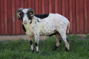 Ealise villavärvimuutuse osana musttäpistumine vm jääral Traakonil oü Tõhela Loomaaaarsti säilituskarjas