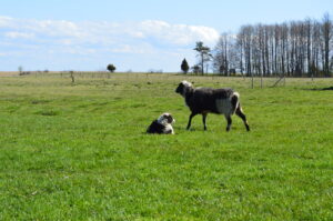 Ema valvab lõunapuhkust