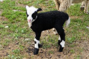 Kontrastvärvides utt-tall Sääri enne ealise värvimuutuse algust Tallinna Loomaaia säilituskarjas