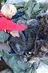 lamba seljapügamine.6a