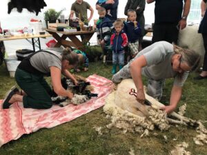 lambapügamine Kurgjal 2018