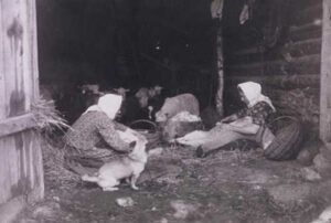 lambapügamine Lihulas 1913