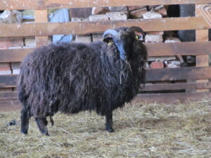 Must saarik K.Leerima säilituskarjast