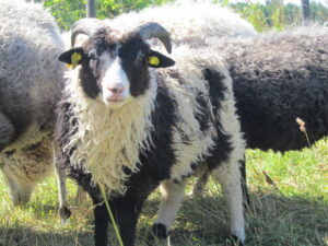 Suvine domineeriv pealisvill jäär Legolandil oü Tõhela Loomaarsti säilituskarjas