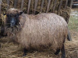 Talvine alusvillarikas villak utt Vedru oü Tõhela Loomaarsti säilituskarjast