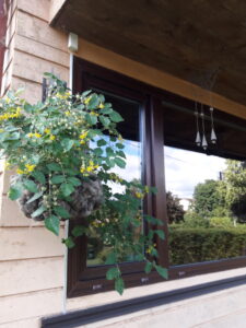 tomatil mõnus soe ja niiske olemine villaamplis