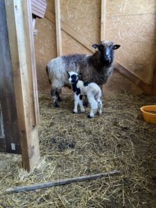 Tüüpiline ealise värvimuutusega ema erkudes toonides tallega S.Petti säilituskarjas