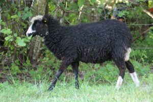 Tüüpiline must valgete märkidega utt Saarepiiga Krista Maaro säilituskarjast