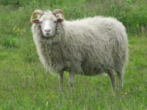 Valge saarik oü Tõhela Loomaarsti säilituskarjas