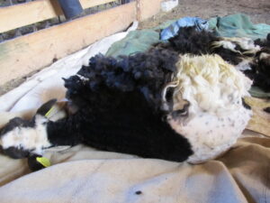 vaskkael pool pöetud