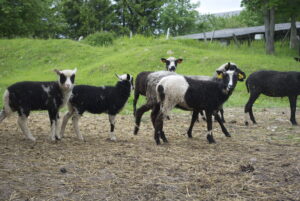 Vaskkael (musta valget pooleks) oü Tõhela Loomaarst säilituskarjas