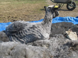 villa rohkem kui lammast