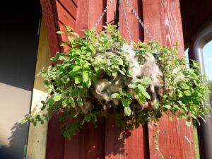 villaaampel sügisel