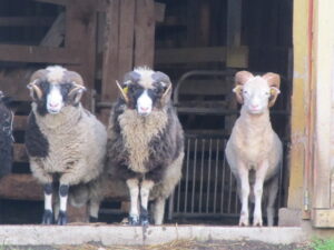 Villata paljad näod ja jalad jääradel oü Tõhela Loomaarsti karjas