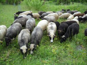 Villavärvi mitmekesisus I.Ilvese säilituskarjas