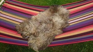 Liine vilditud villak K.Kauponeni teostus