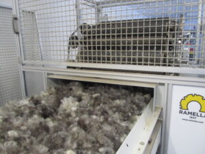 Taebla kammtehnoloogial villavabrikus (Villakamber) hunditud(kohevustatud)vill lähem kraasmasinasse